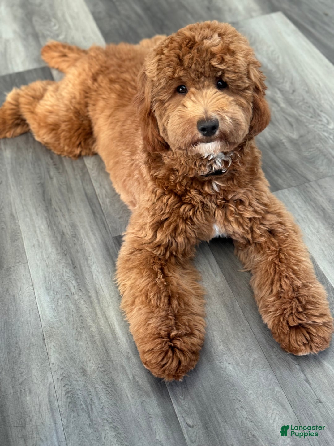 Mini Goldendoodle dogs for sale: Mini Goldendoodle Puppy 6 - Ad 2