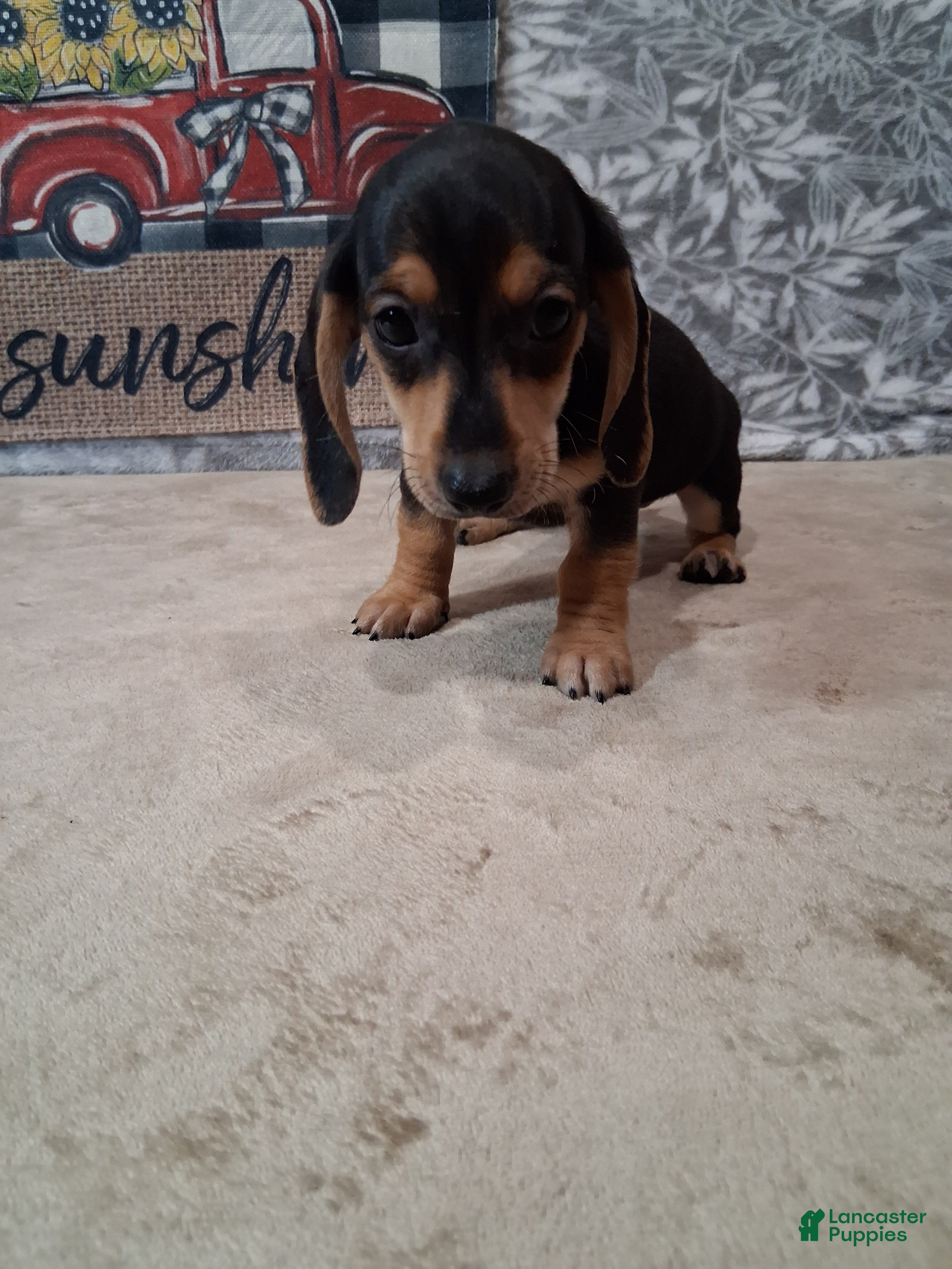 Miniature Dachshund dogs Arty - Ad 2