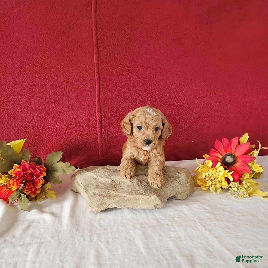 Cavapoo dogs Tango - Ad 36