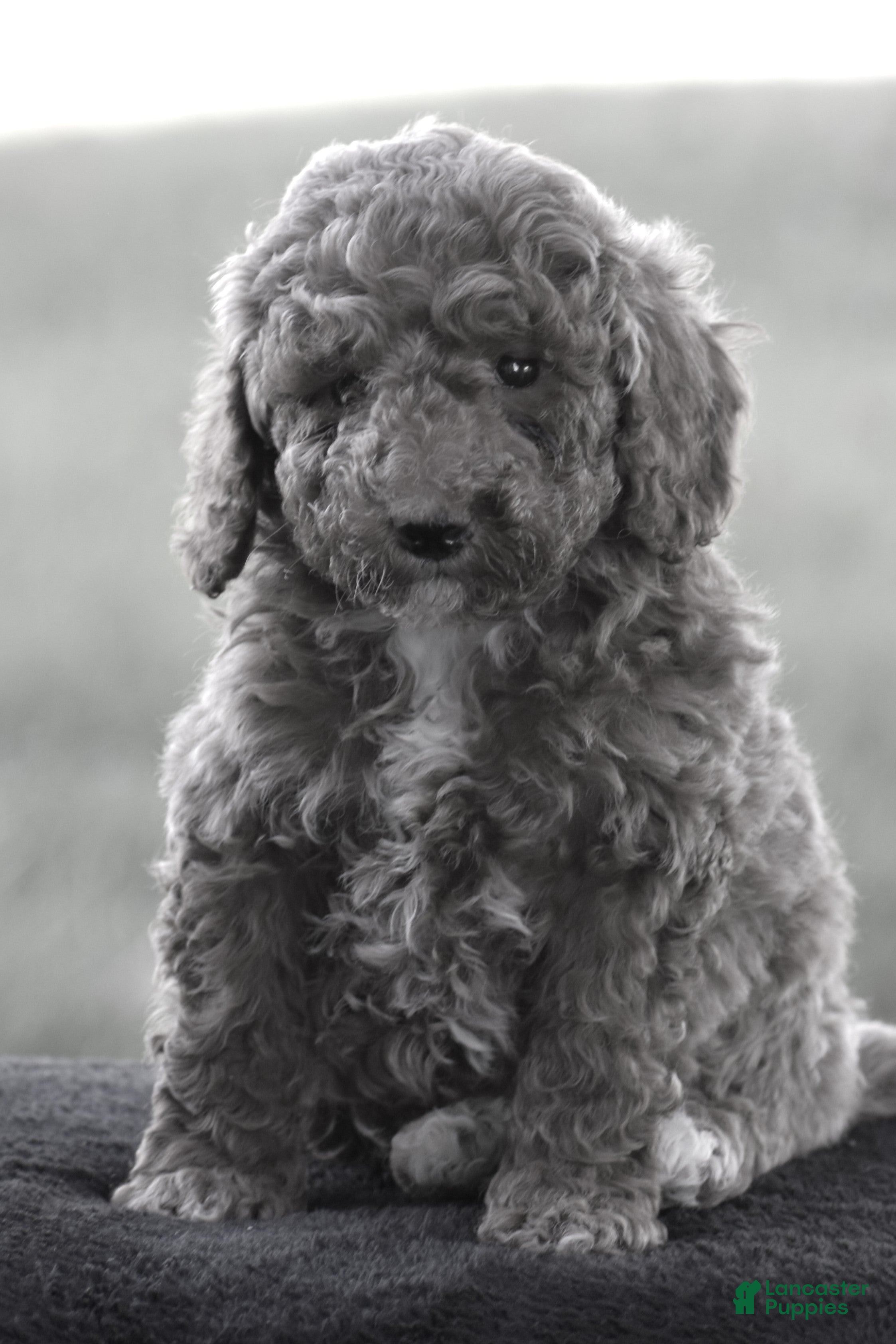 Miniature Poodle dogs for sale: Edrik - Ad 2