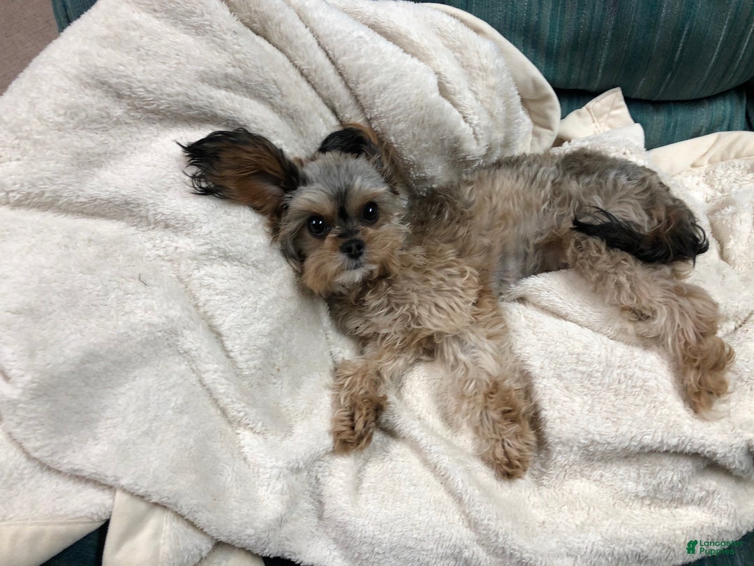 Cavapoo dogs for sale: Dolly - Ad 3