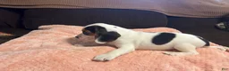 Beagle dogs for sale: Beagle 1 - Ad 7