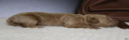 Goldendoodle dogs for sale: Gnocchi  - Ad 5