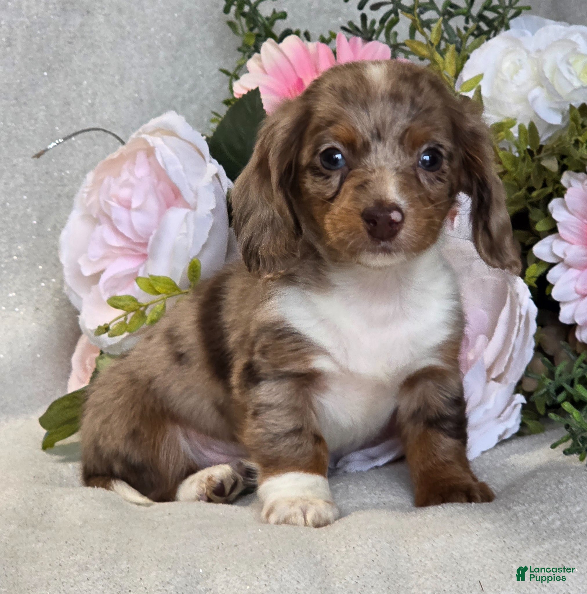Miniature Dachshund dogs Mason - Ad 1