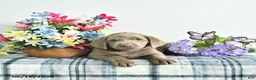 Labrador Retriever dogs for sale: Skye - Ad 4