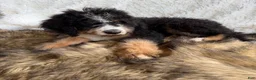 Bernedoodle dogs for sale: Bourbon “Ultra Bernedoodle”  - Ad 3