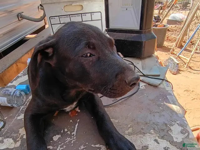 Mixed Breed dogs for sale: Boy 3 - Ad 13