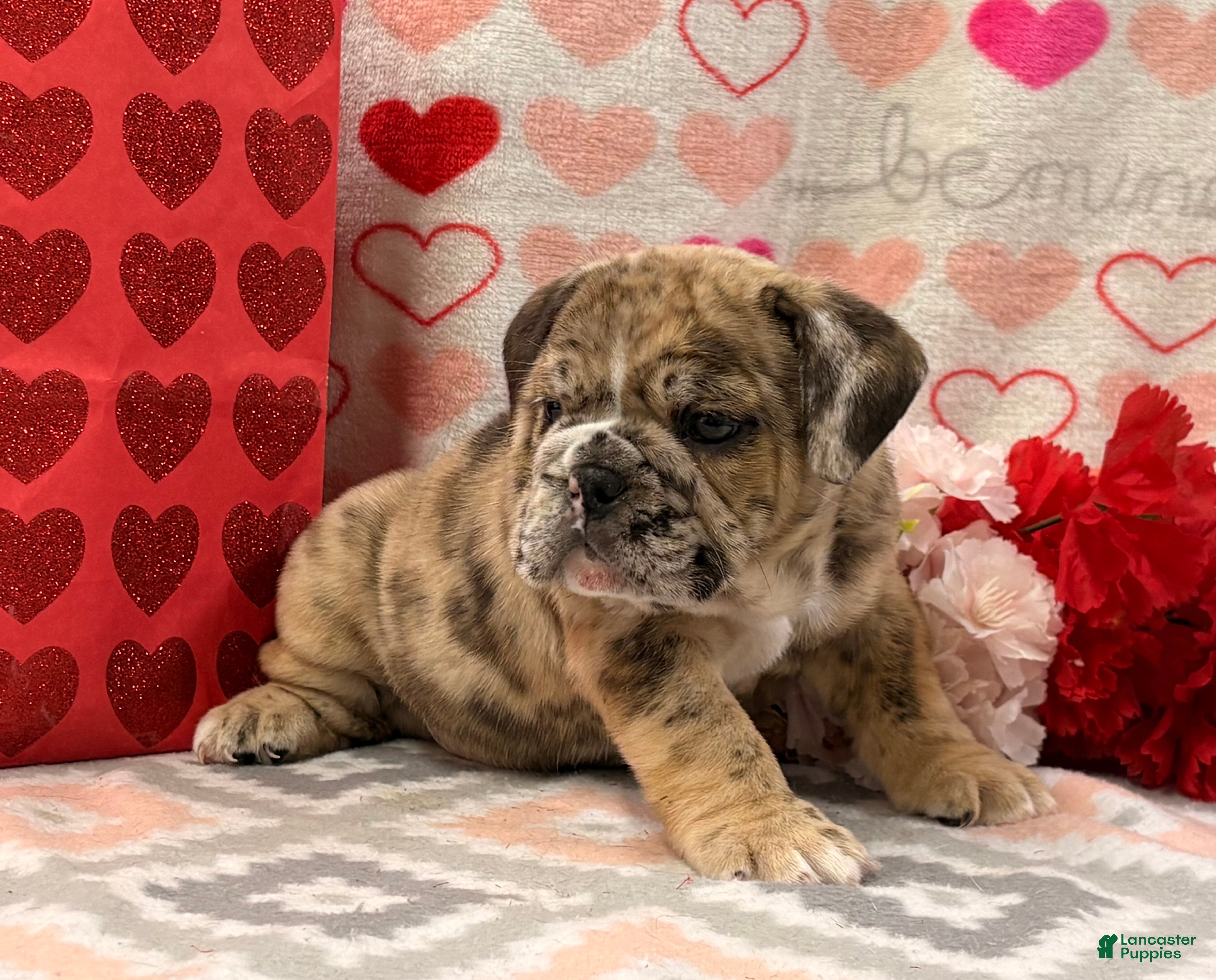 English Bulldog dogs Sweetie - Ad 20