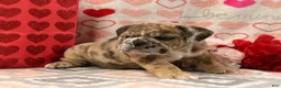 English Bulldog dogs for sale: Sweetie - Ad 1