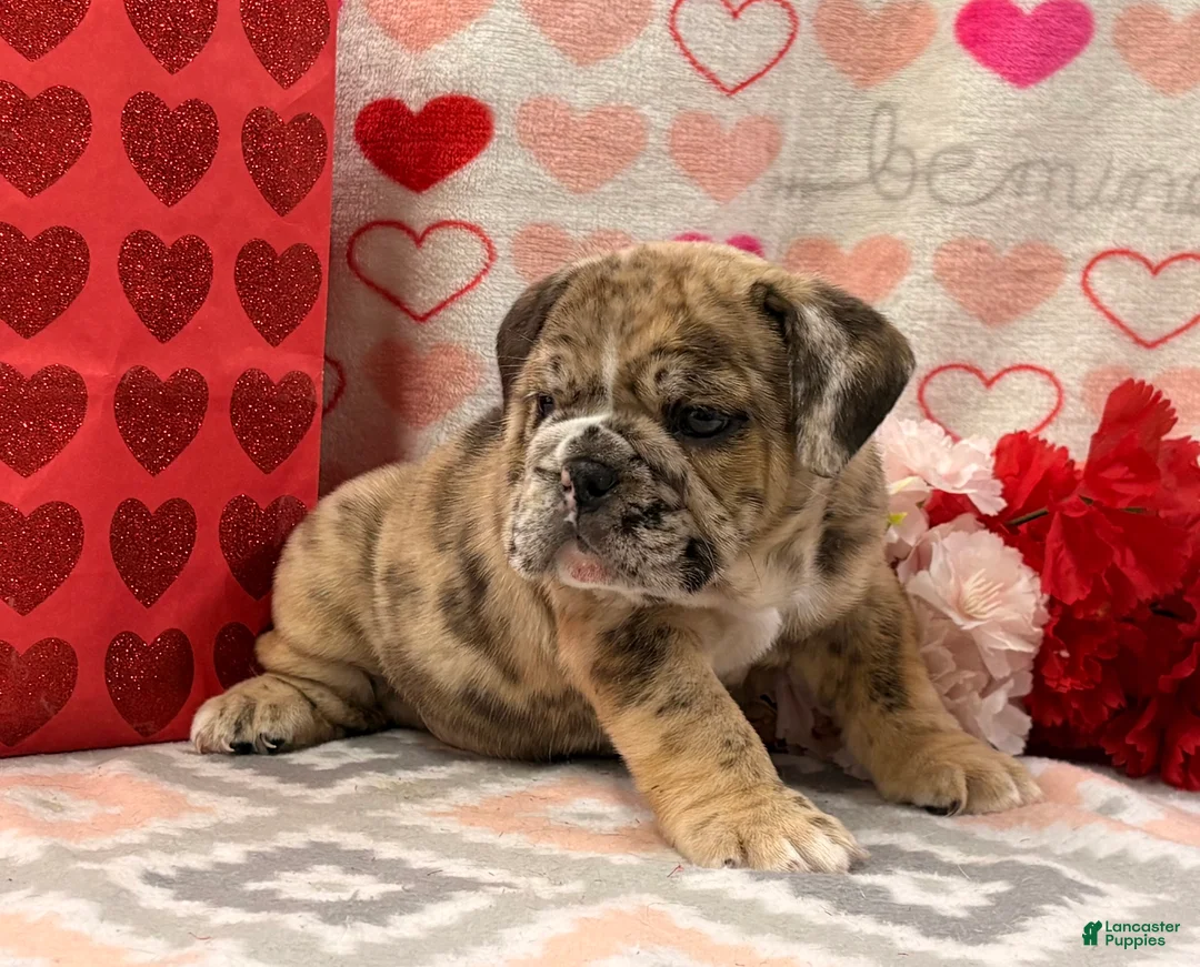 English Bulldog dogs for sale: Sweetie - Ad 1