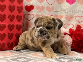 English Bulldog dogs Sweetie - Ad 20