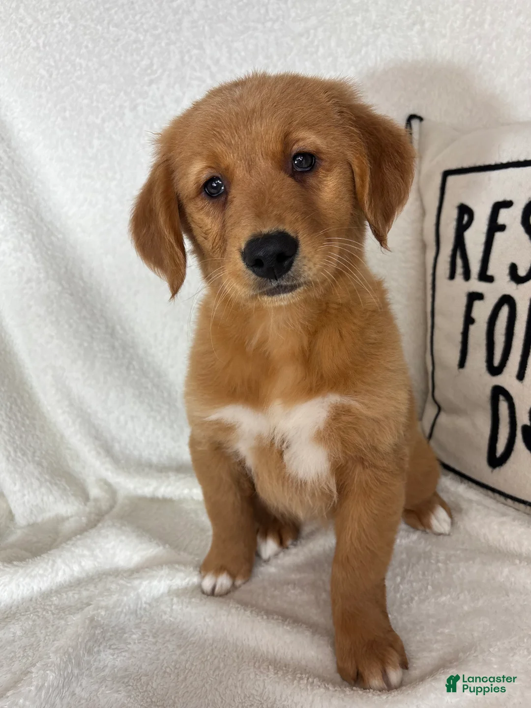 Golden Retriever dogs for sale: Ginger - Ad 2