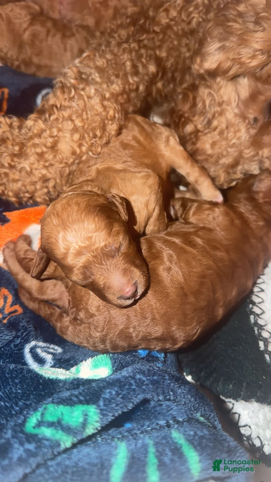 Mini Goldendoodle dogs for sale: Mini Goldendoodle Puppy 4 - Ad 8