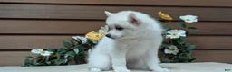 Pomsky dogs for sale: Penny - Ad 6