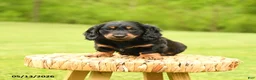 Dachshund dogs for sale: Augustus - Ad 4