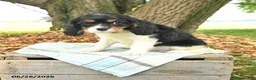 Cavalier King Charles Spaniel dogs for sale: Kira - Ad 1
