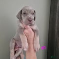 Great Dane Puppy 1