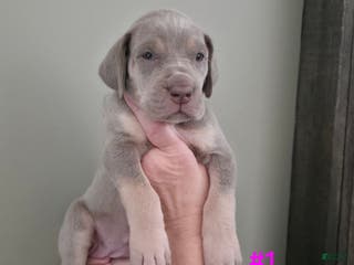 Great Dane dogs Great Dane Puppy 1 - Ad 28