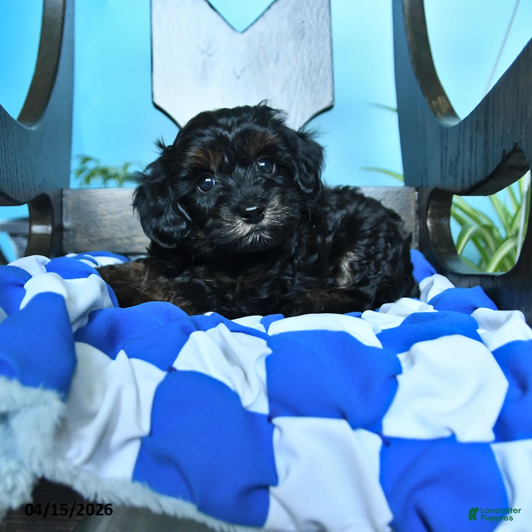 Havapoo dogs for sale: Button - Ad 1