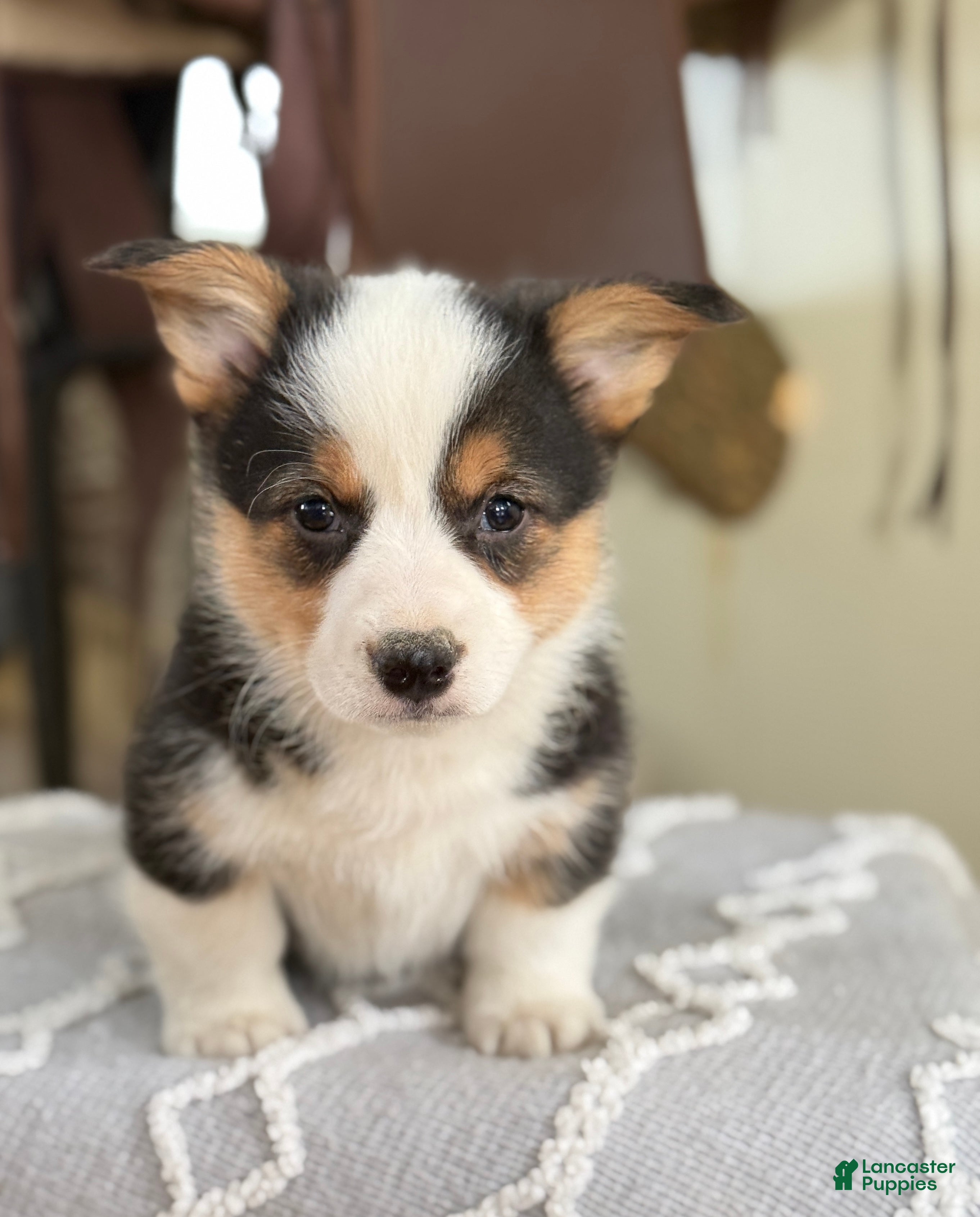 Welsh Corgi Pembroke dogs for sale: Floyd - Ad 2