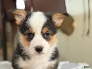 Welsh Corgi Pembroke dogs for sale: Floyd - Ad 2