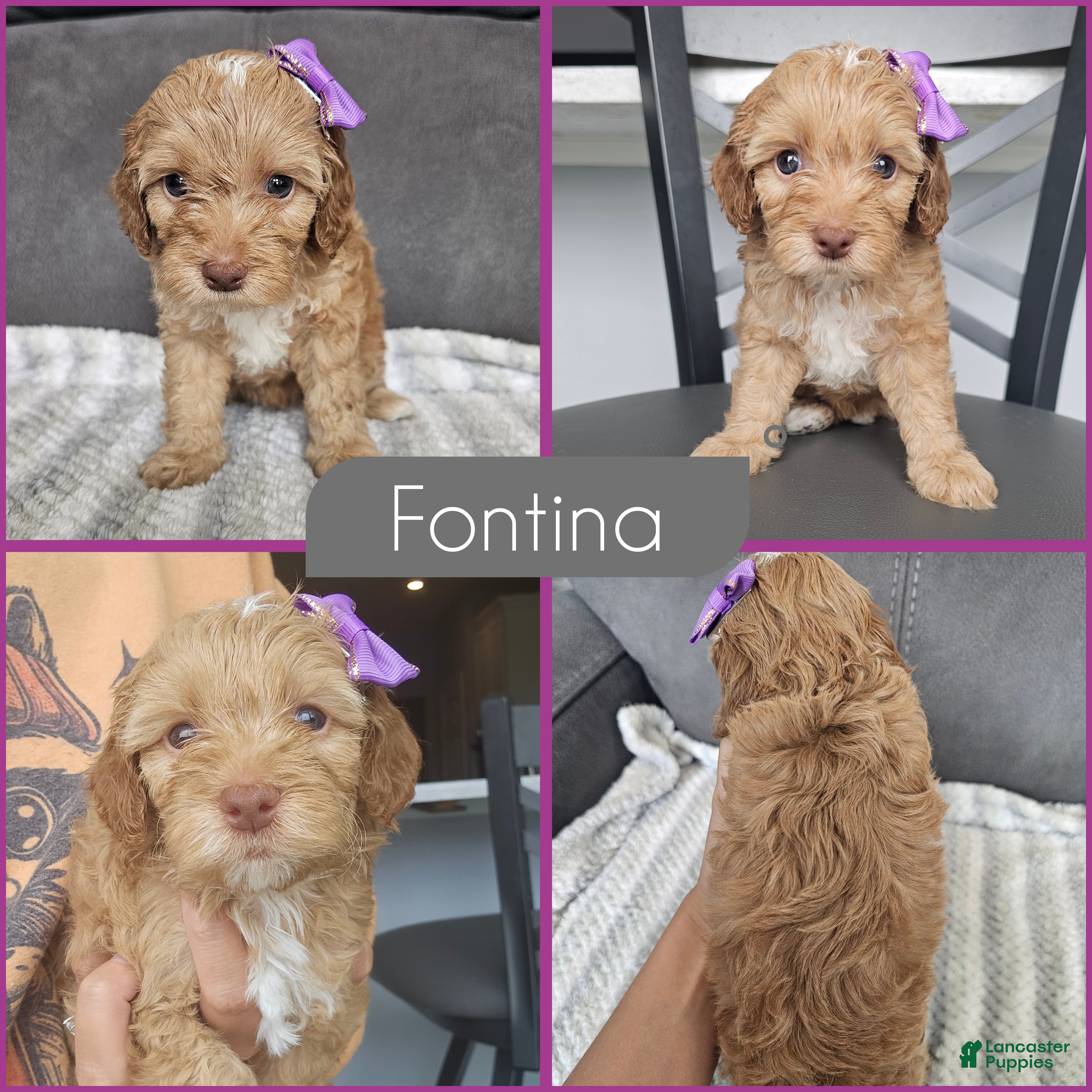 Cockapoo dogs Fontina - Ad 1
