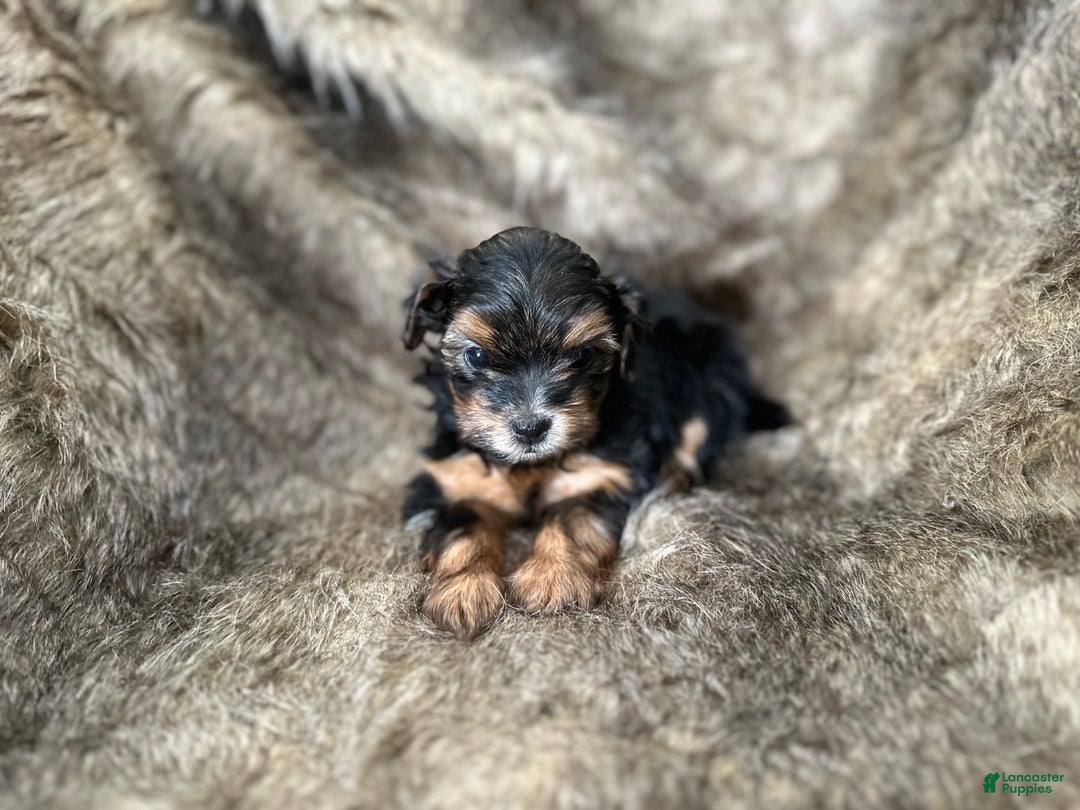 Shorkie dogs for sale: Kenady - Ad 10