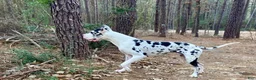 Great Dane dogs for sale: Artemis - Ad 13