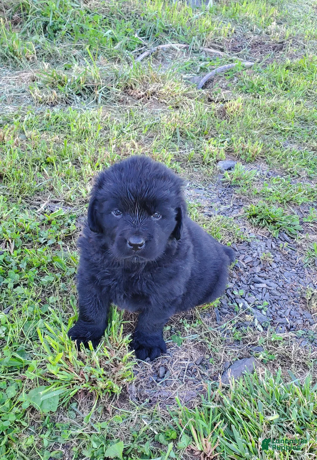 Newfoundland dogs for sale: Newfoundland Puppy 5 - Ad 1