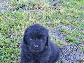 Newfoundland dogs Newfoundland Puppy 5 - Ad 35