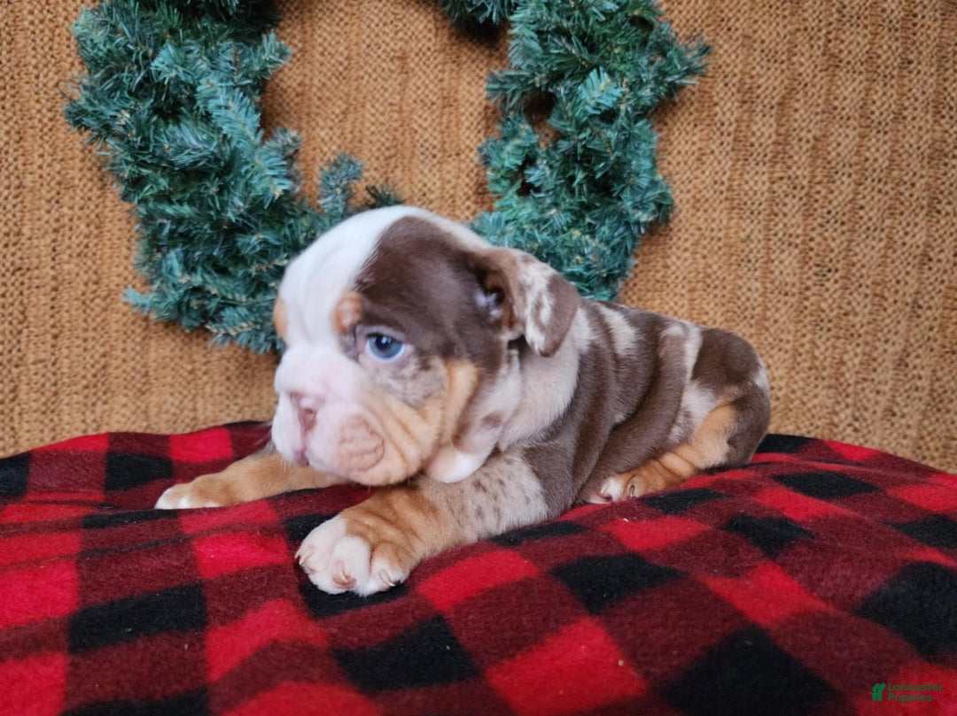 English Bulldog dogs for sale: Forrest - Ad 12