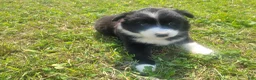 Mixed Breed dogs for sale: Daisy - Ad 4