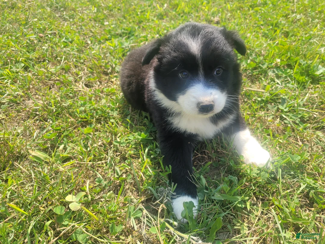 Mixed Breed dogs for sale: Daisy - Ad 4