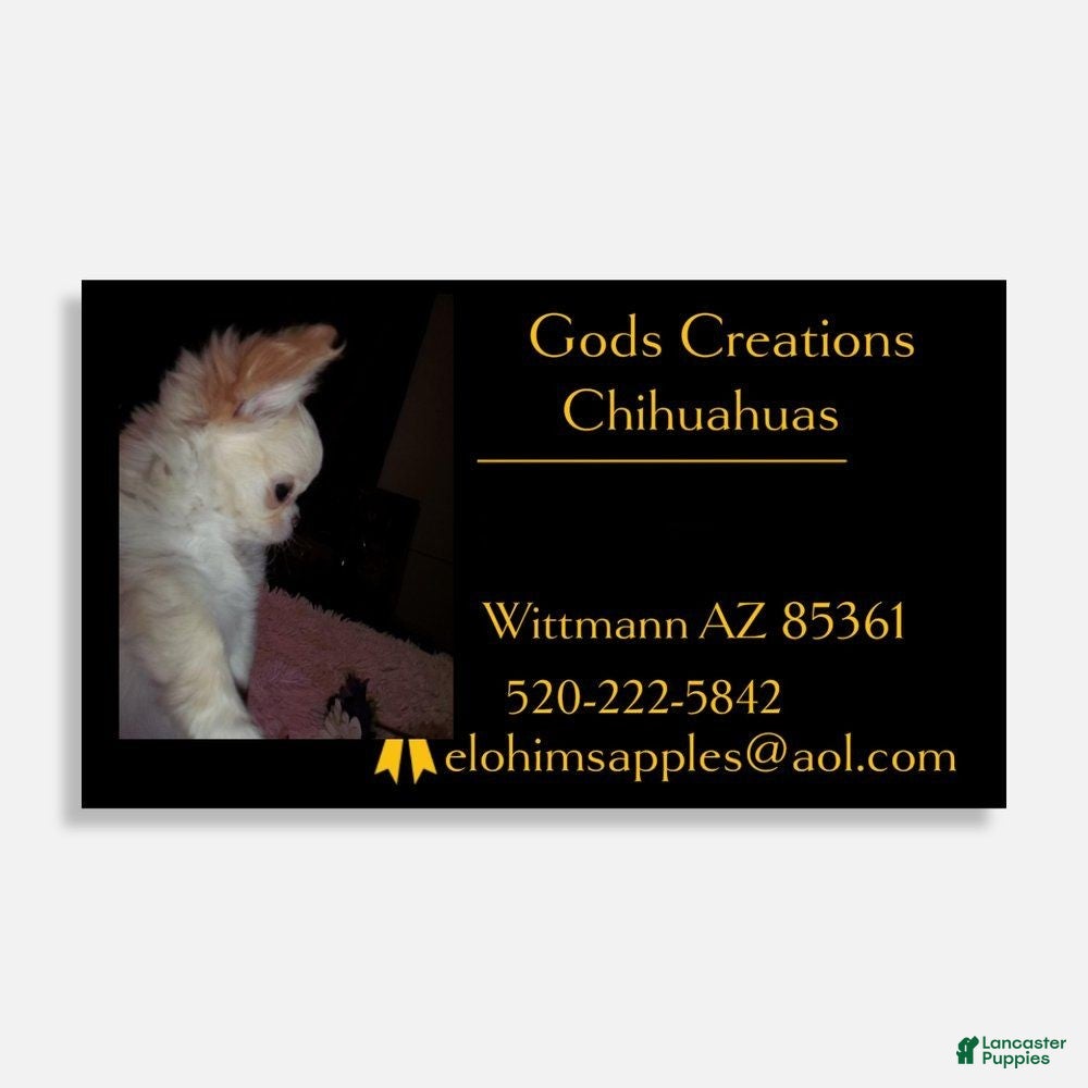 Chihuahua dogs for sale: Full AKC   Faith   - Ad 14