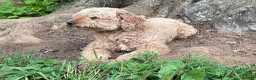 Miniature Poodle dogs for sale: Pooh - Ad 7