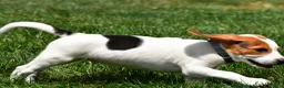 Beagle dogs for sale: Max - Ad 6