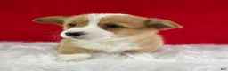 Welsh Corgi Pembroke dogs for sale: Louie - Ad 5