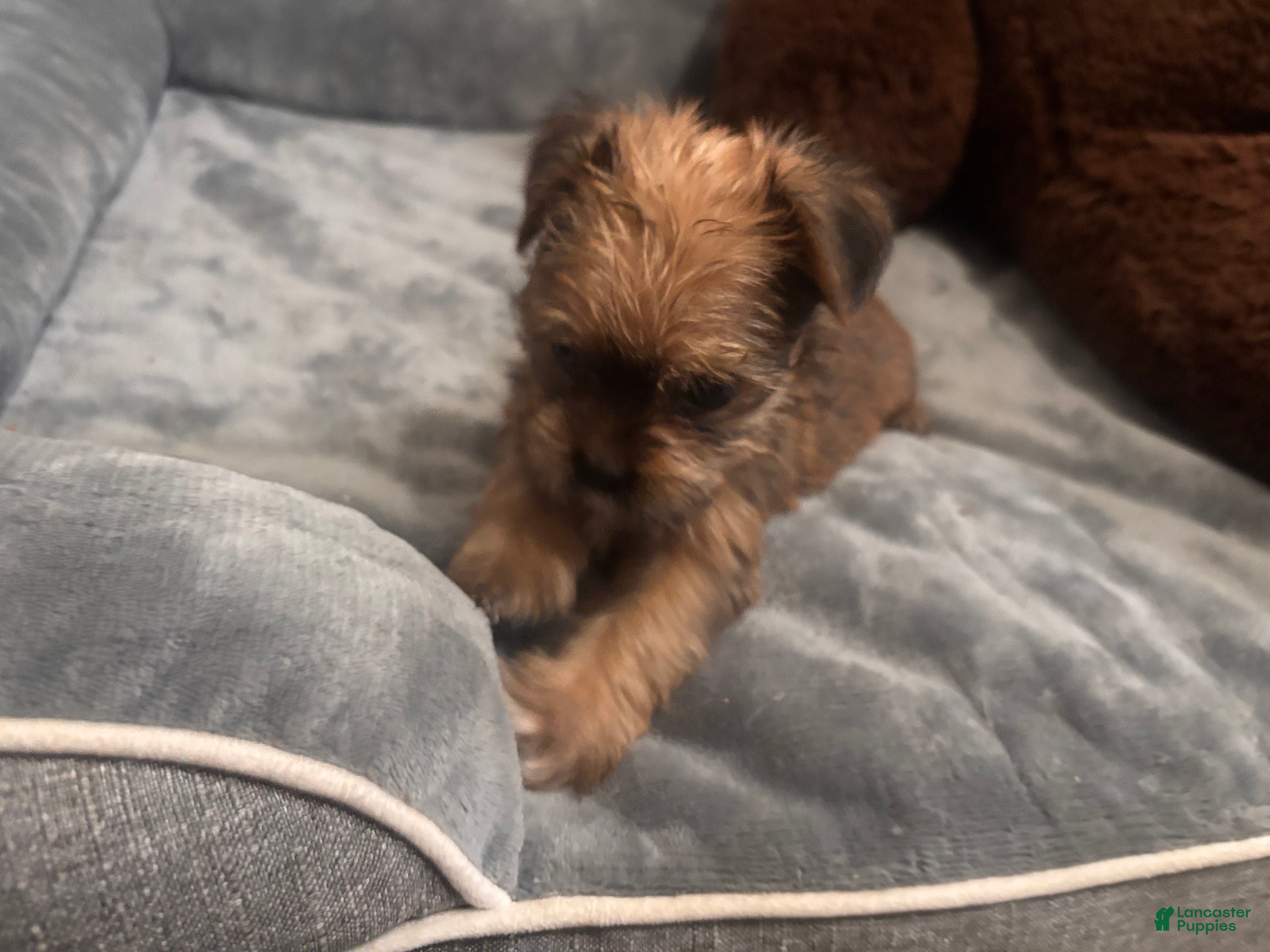 Shorkie dogs Luigi - Ad 2