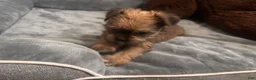 Shorkie dogs for sale: Luigi - Ad 2