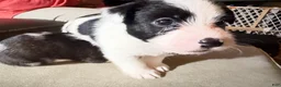 Mixed Breed dogs for sale: Mixed Breed 1 - Ad 4