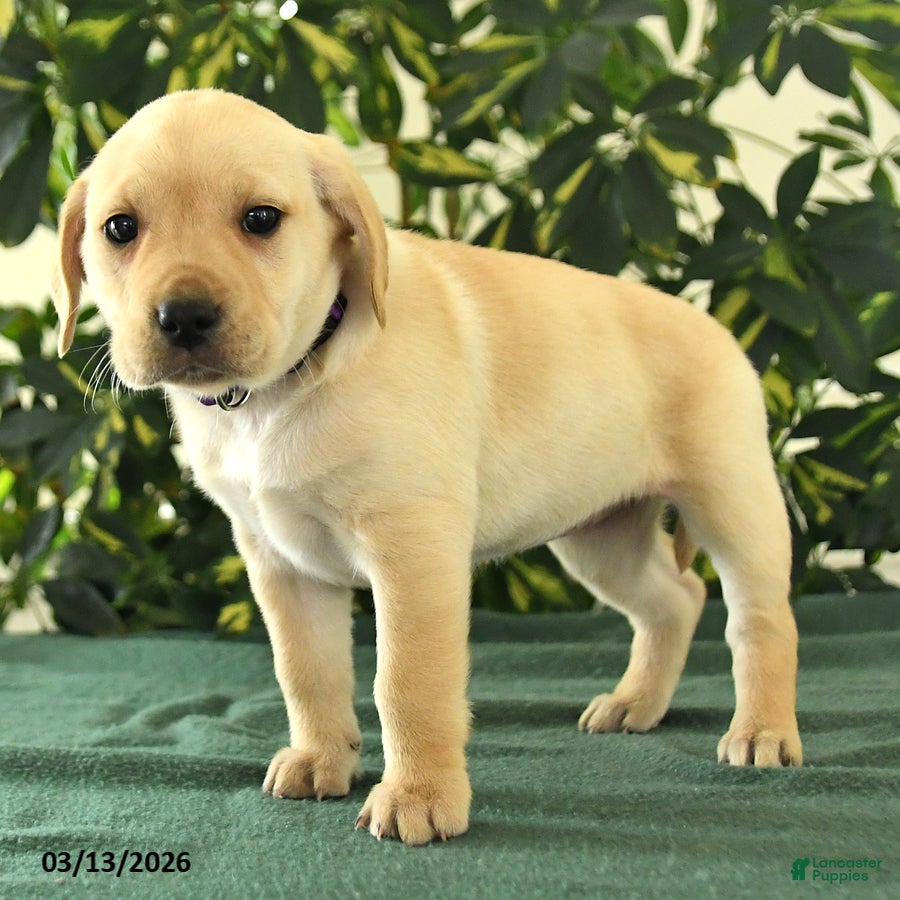 Mixed Breed dogs Misty - Ad 2