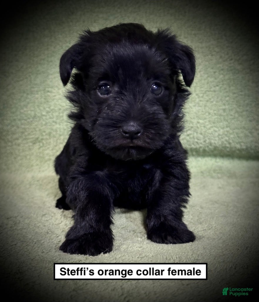 Miniature Schnauzer dogs AKC Steffi's Orange Collar Female - Ad 39