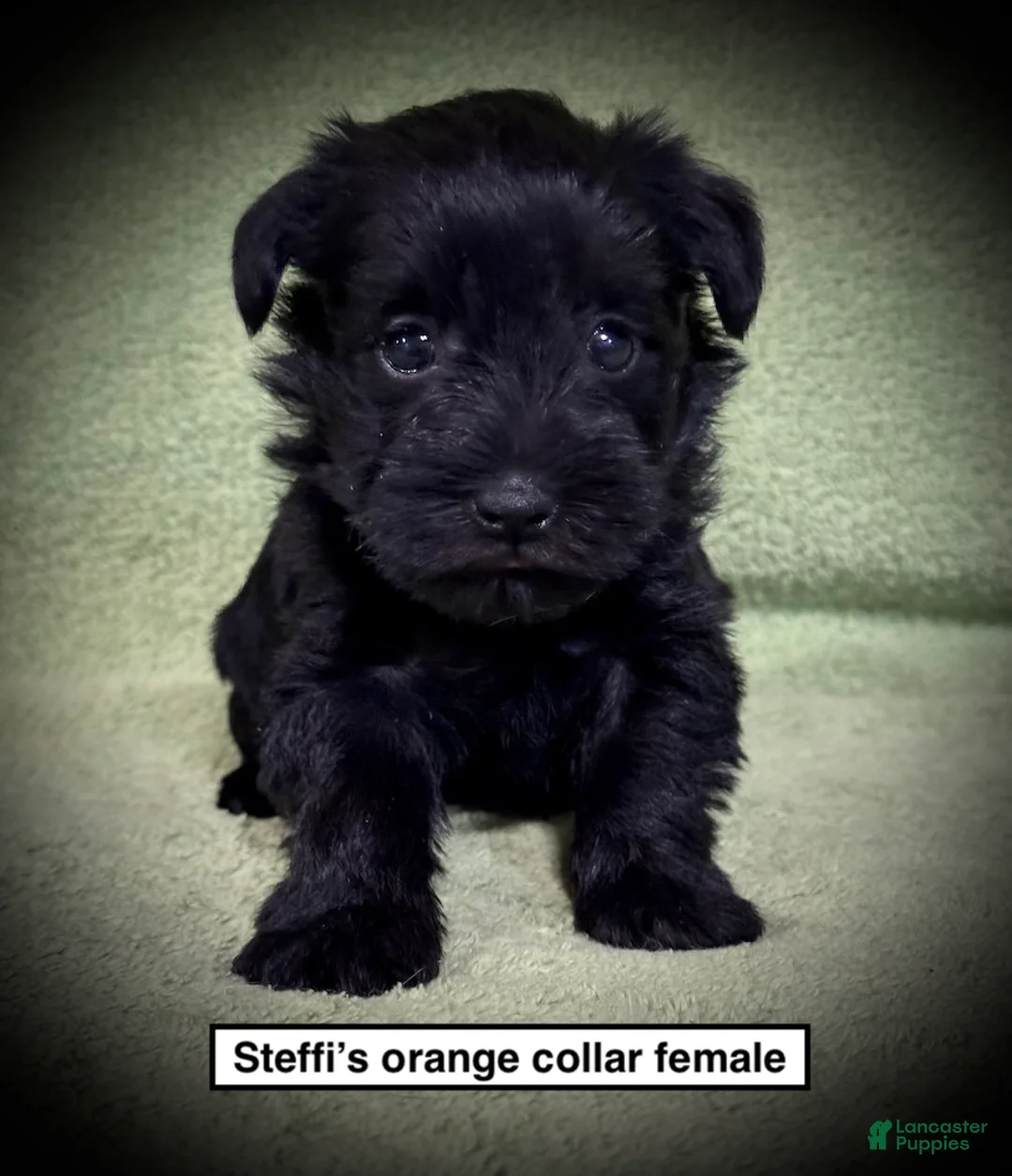 Miniature Schnauzer dogs for sale: AKC Steffi's Orange Collar Female - Ad 1