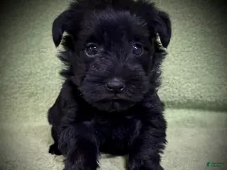 Miniature Schnauzer dogs AKC Steffi's Orange Collar Female - Ad 39