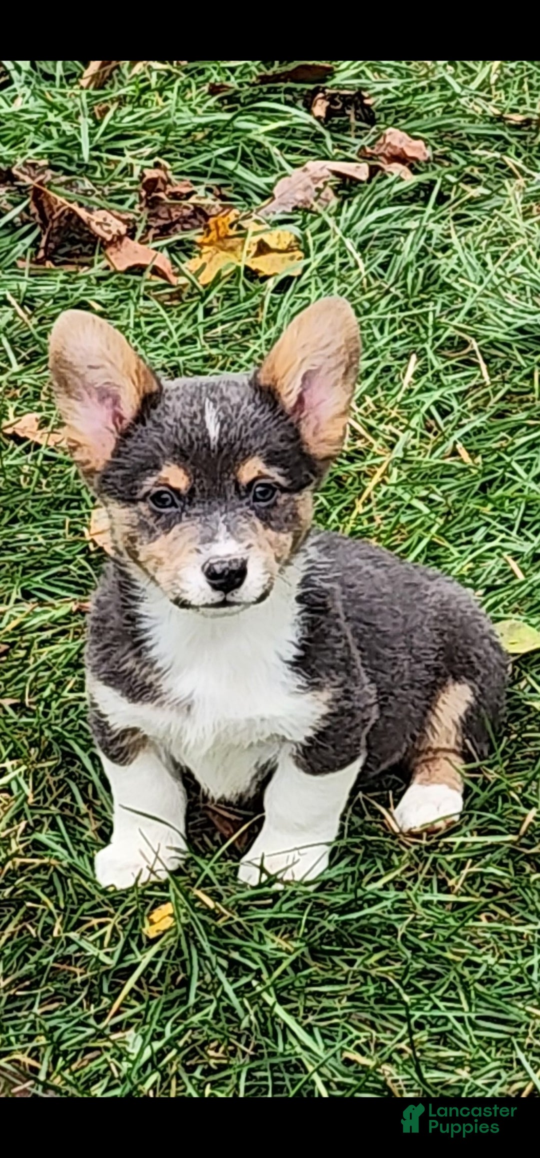 Welsh Corgi Pembroke dogs for sale: Abel Bluie - Ad 24