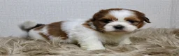 Shih Tzu dogs for sale: Niko - Ad 7