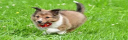 Shetland Sheepdog dogs for sale: Karma - Ad 9