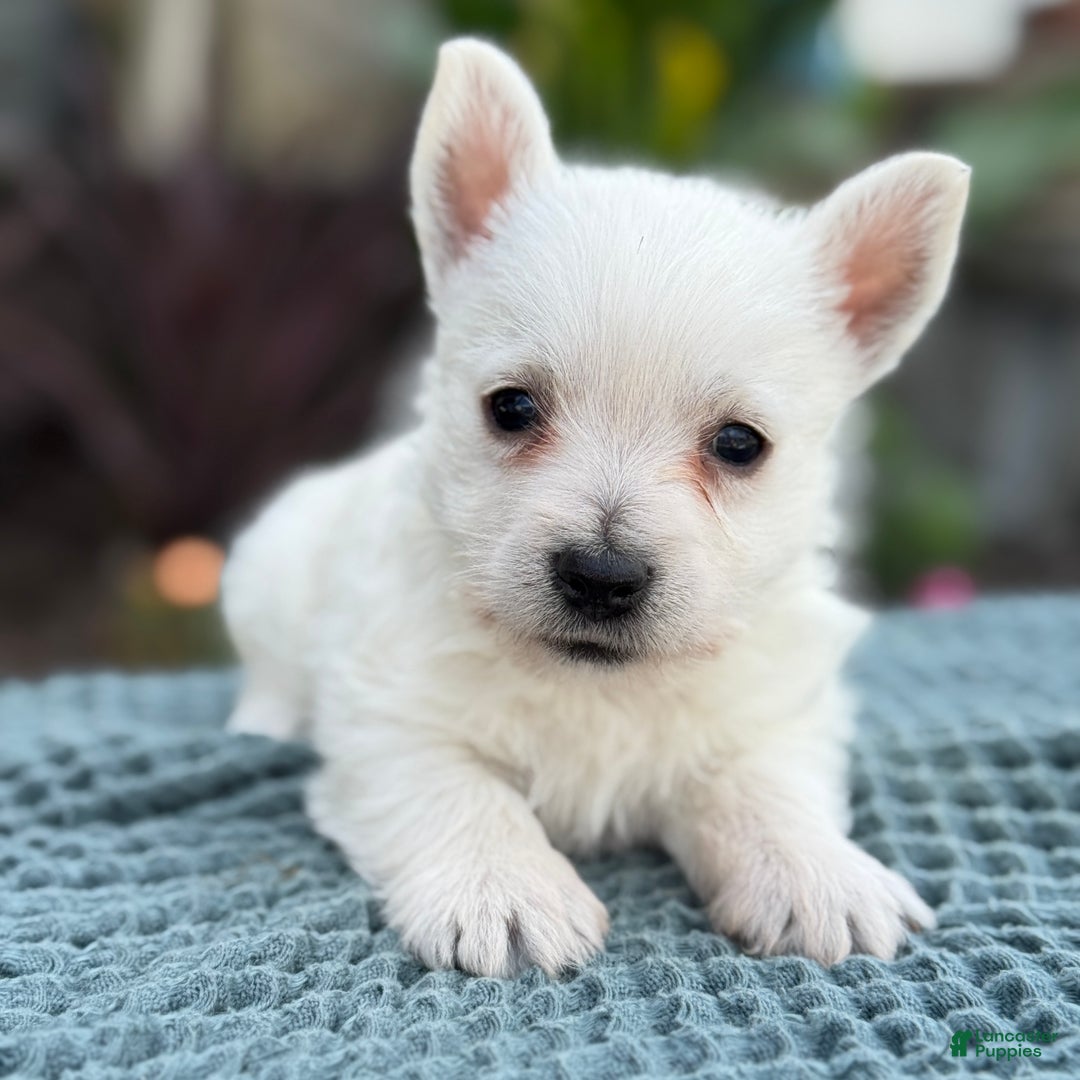 Baby White Terriers Dog Plush West Highland White Terrier Toy