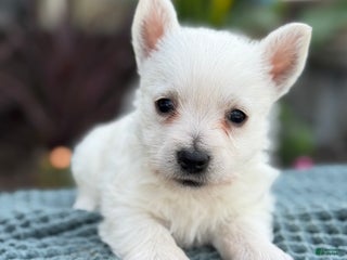 West Highland Terrier dogs - Ad 11