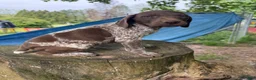 German Shorthaired Pointer dogs for sale: Gary - Ad 2